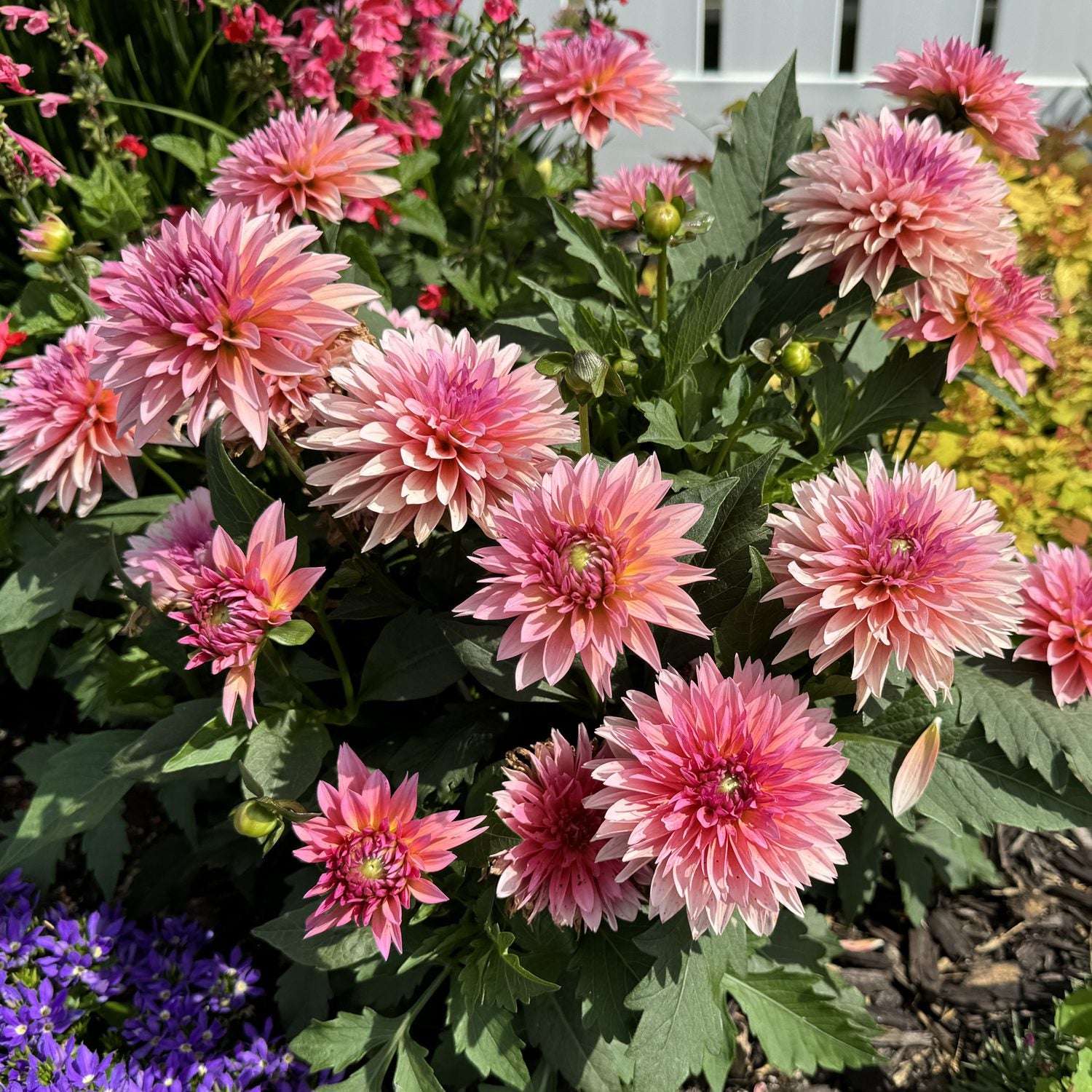 A cluster of Virtuoso™ Pinkerific™ Dahlia pink flowers in full bloom, set among green leaves and other garden plants by a white fence - Photo Property of Garden Crossings LLC