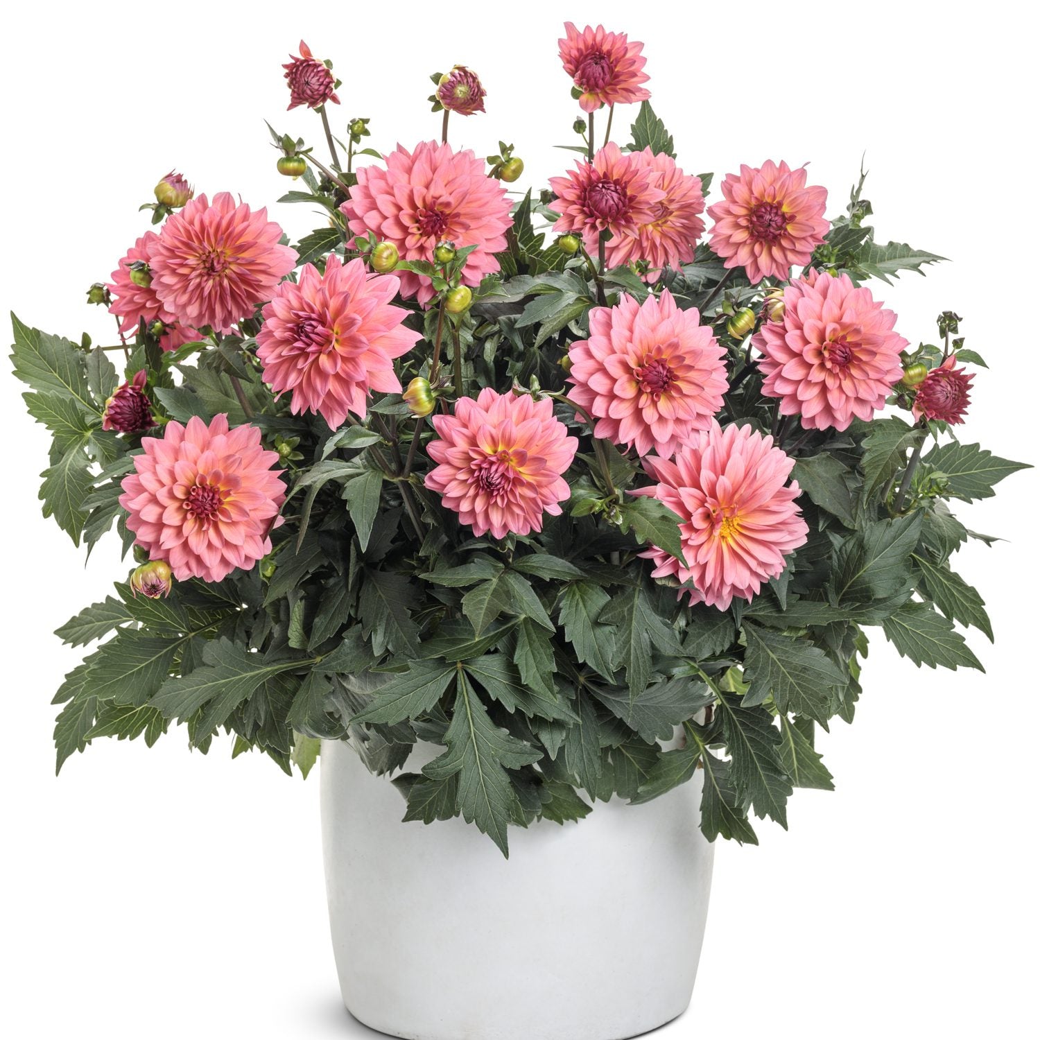 A white pot showcases lush green foliage and many blooming Virtuoso™ Pinkerific™ Dahlia flowers with pink petals and yellow centers - Photo Courtesy of Proven Winners, Inc. Decorative pot not included.