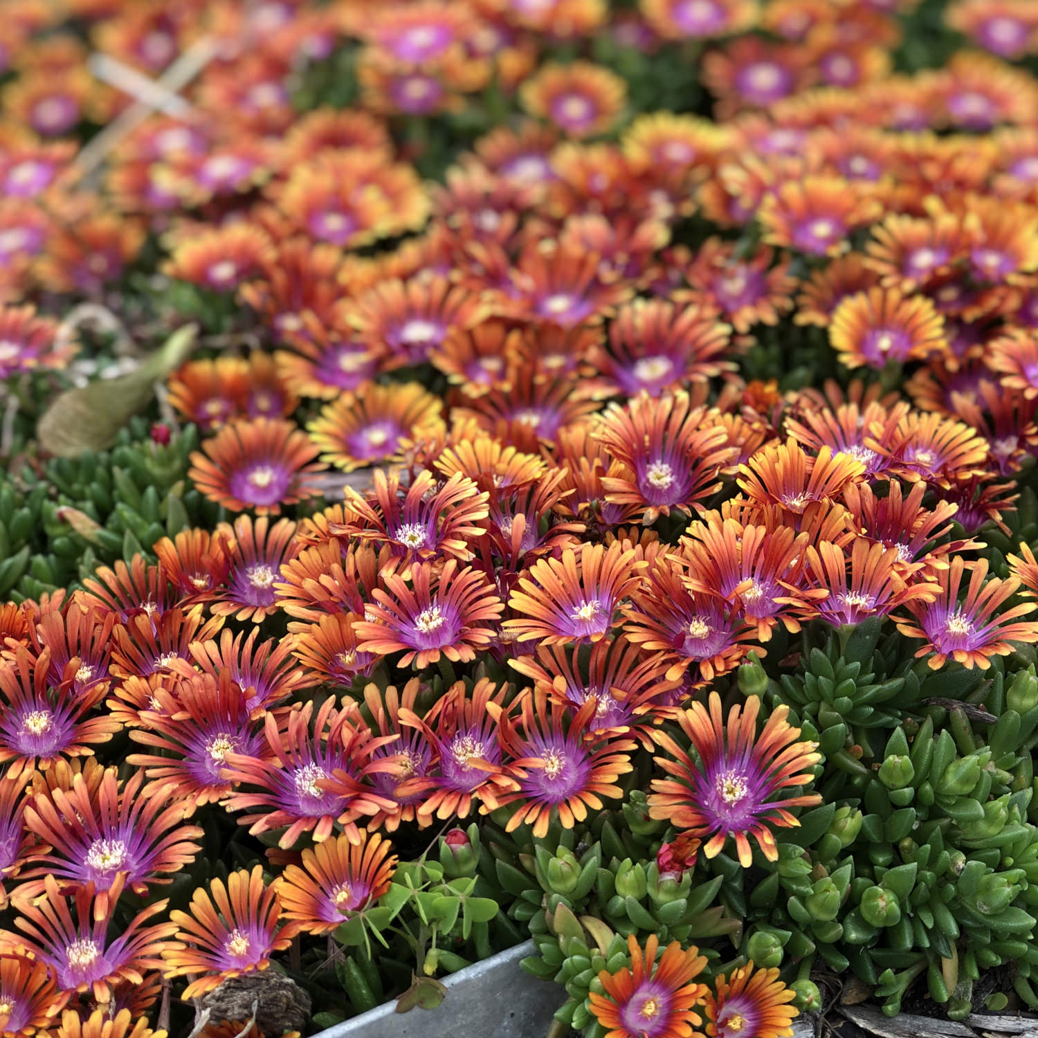 Fire Spinner Ice Plant - Thumbnail 4