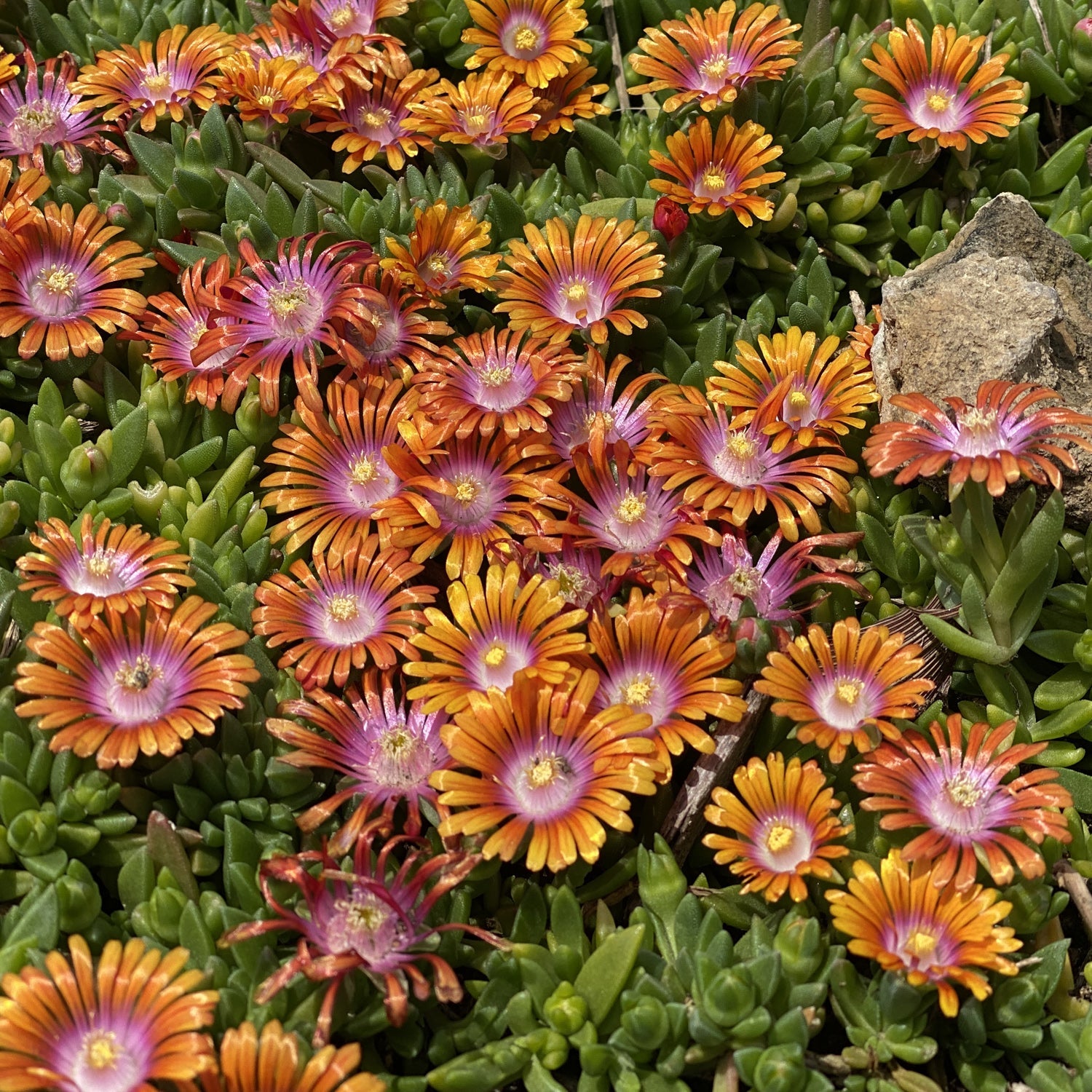 Fire Spinner Ice Plant - Thumbnail 2