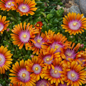 Fire Spinner Ice Plant