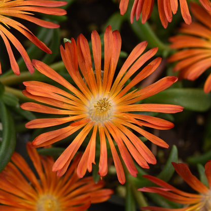 Close-up of Ocean Sunset™ Orange Vibe Ice Plant (Delosperma) flower featuring long, narrow orange petals with a pale yellow center and green succulent leaves - Photo Courtesy of Ball Horticulture, Inc.