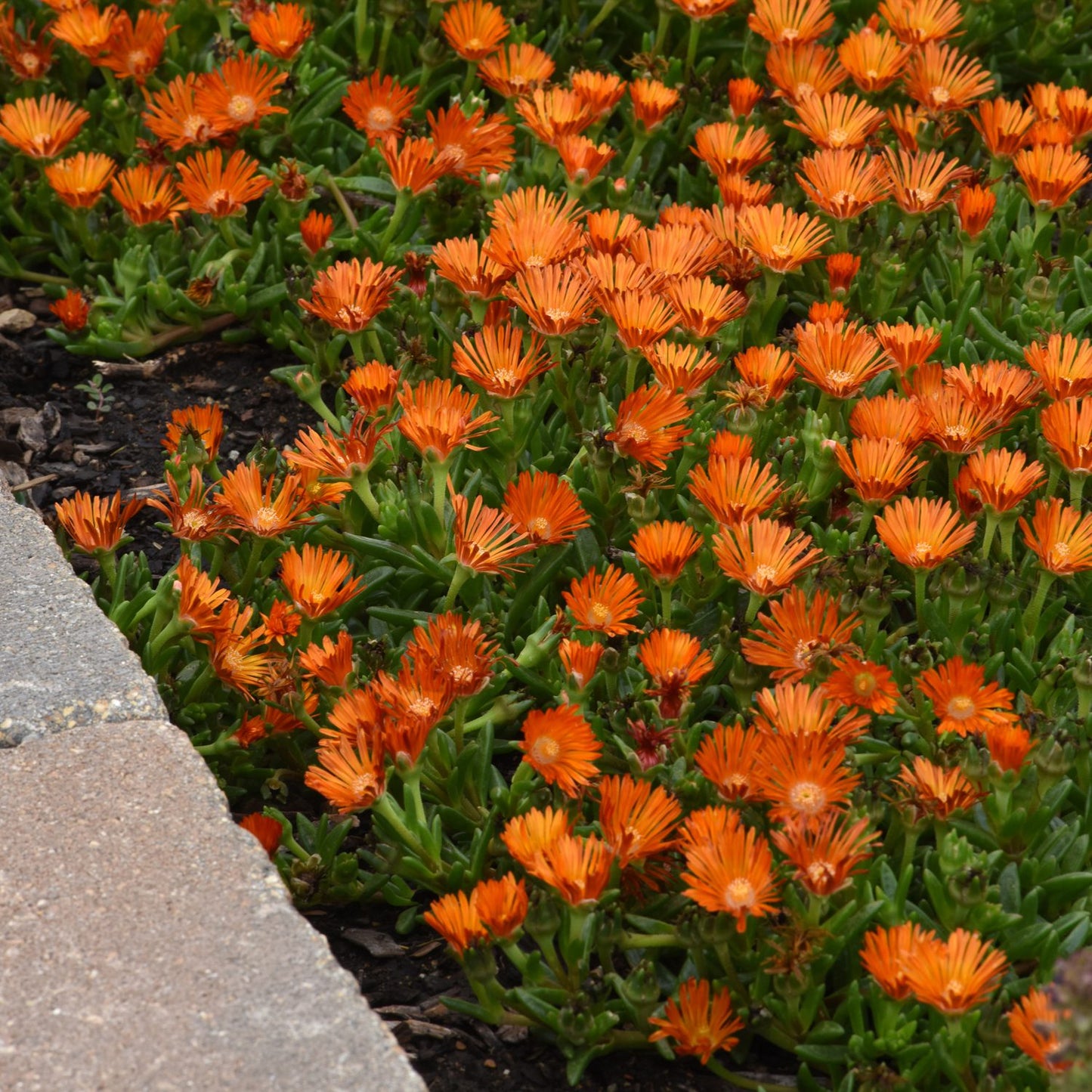 Ocean Sunset™ Orange Vibe Ice Plant (Delosperma) features bright orange flowers and green succulent leaves near a brick border - Photo Courtesy of Ball Horticulture, Inc.