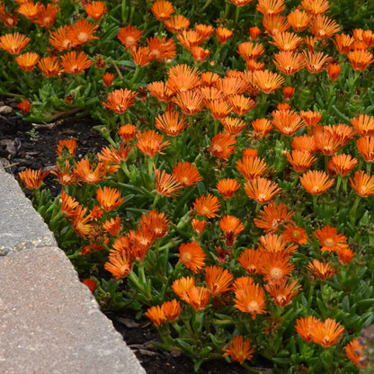 Ocean Sunset™ Orange Vibe Ice Plant (Delosperma) features bright orange flowers and green succulent leaves near a brick border - Photo Courtesy of Ball Horticulture, Inc.