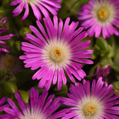 Close-up of vibrant pink Ocean Sunset™ Violet Flare Ice Plant (Delosperma) flowers with thin petals and pale yellow centers, set against green foliage - Photo Courtesy of Ball Horticulture, Inc.