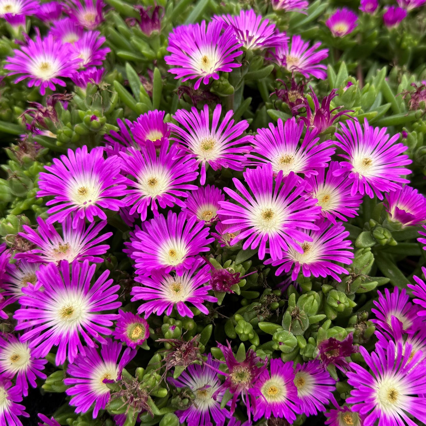 Close-up of a cluster of vibrant Ocean Sunset™ Violet Flare Ice Plant (Delosperma) with spiky purple flowers, white centers, and thick green leaves - Photo Property of Garden Crossings LLC.