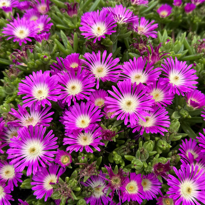 Close-up of a cluster of vibrant Ocean Sunset™ Violet Flare Ice Plant (Delosperma) with spiky purple flowers, white centers, and thick green leaves - Photo Property of Garden Crossings LLC.