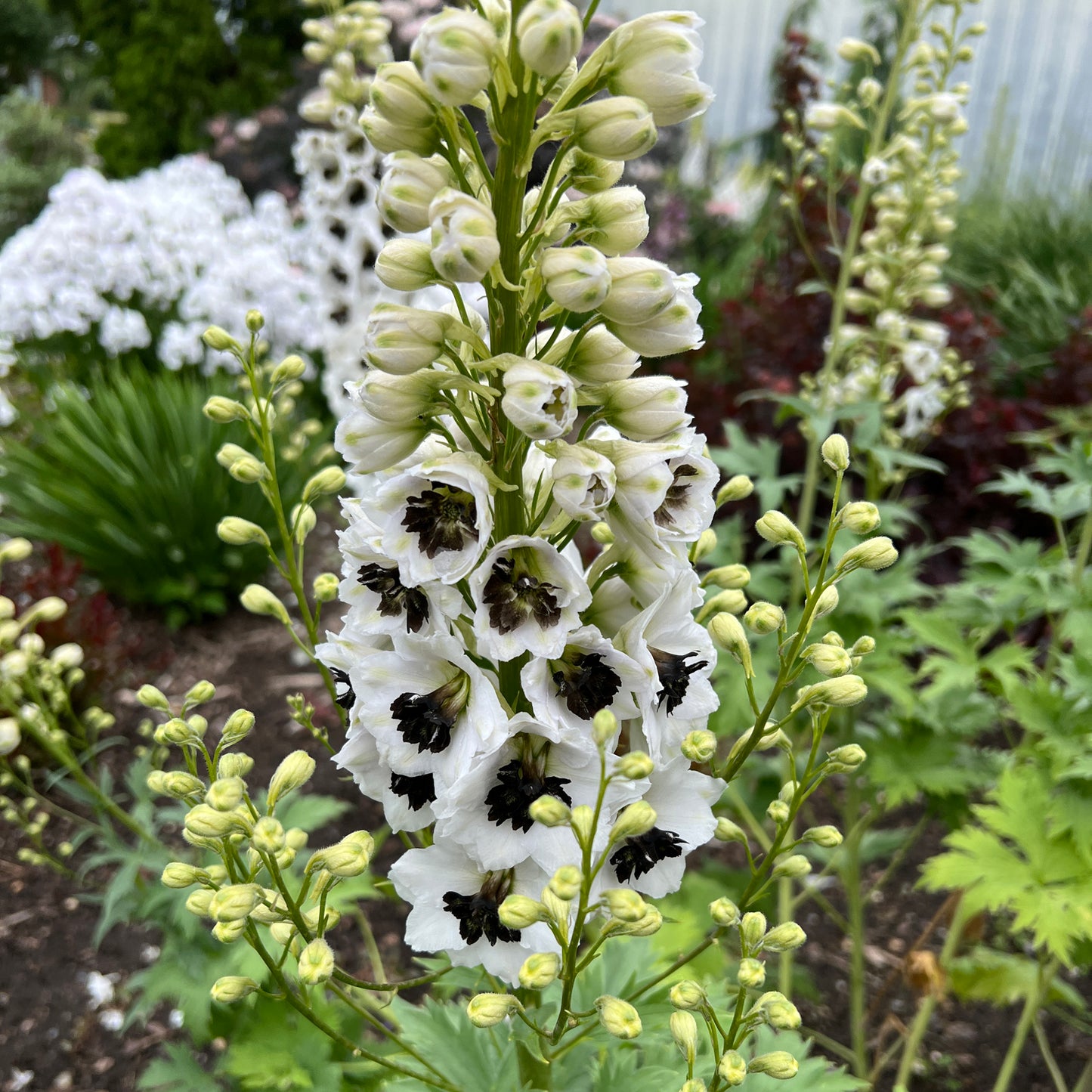 A tall spike of 'Black Eyed Angels' Hybrid Bee Delphinium features striking white blooms with dark centers amid lush foliage - Photo Property of Garden Crossings LLC.