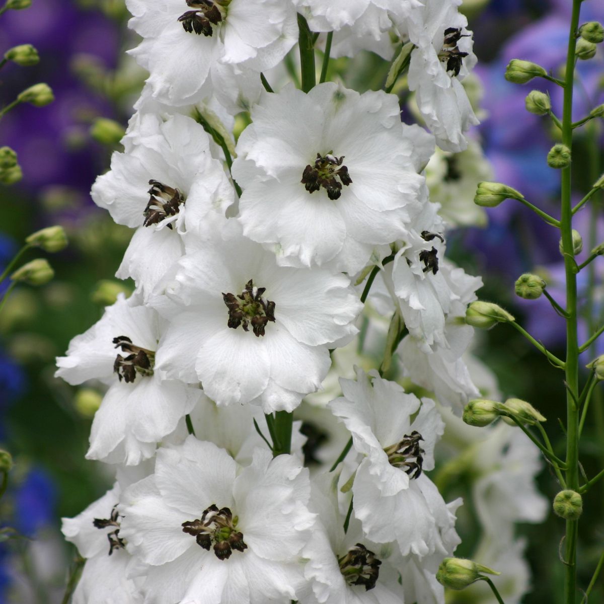 A close-up of 'Black Eyed Angels' Hybrid Bee Delphinium reveals tall clusters of white flowers with dark centers, ideal for cut flower arrangements, set among green buds and blurred purple blooms in the background - Photo Courtesy of Walters Gardens, Inc.