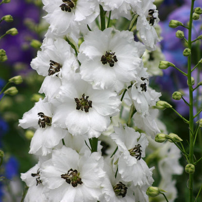 A close-up of 'Black Eyed Angels' Hybrid Bee Delphinium reveals tall clusters of white flowers with dark centers, ideal for cut flower arrangements, set among green buds and blurred purple blooms in the background - Photo Courtesy of Walters Gardens, Inc.