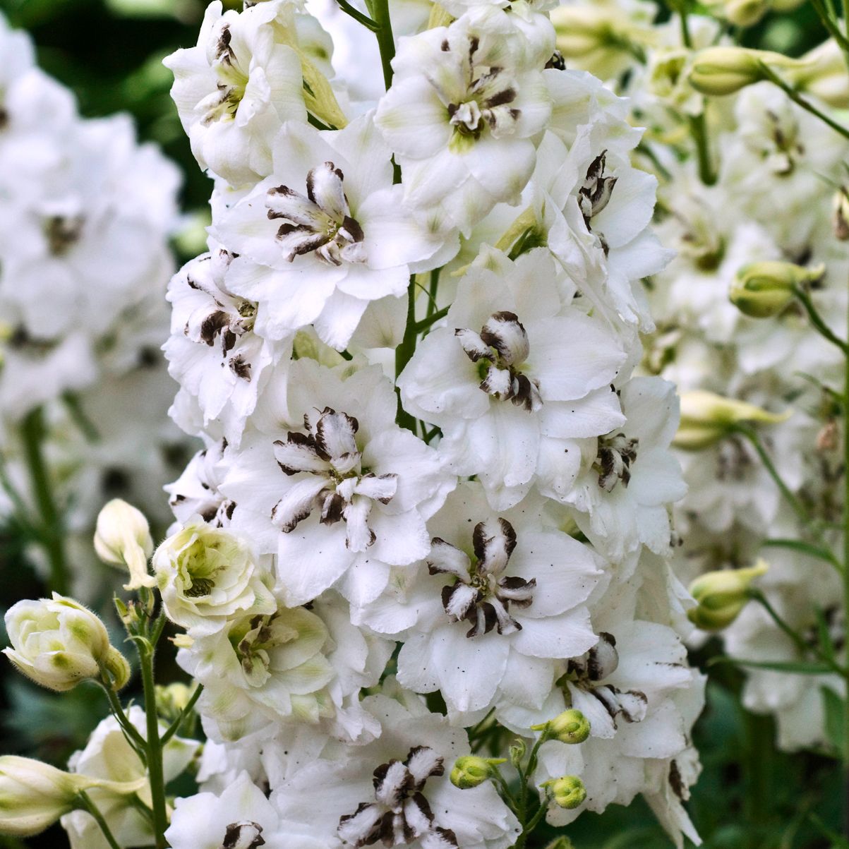 A dense cluster of 'Black Eyed Angels' Hybrid Bee Delphinium displays tall white blooms with dark centers, surrounded by green buds and lush foliage - Photo Courtesy of Walters Gardens, Inc.