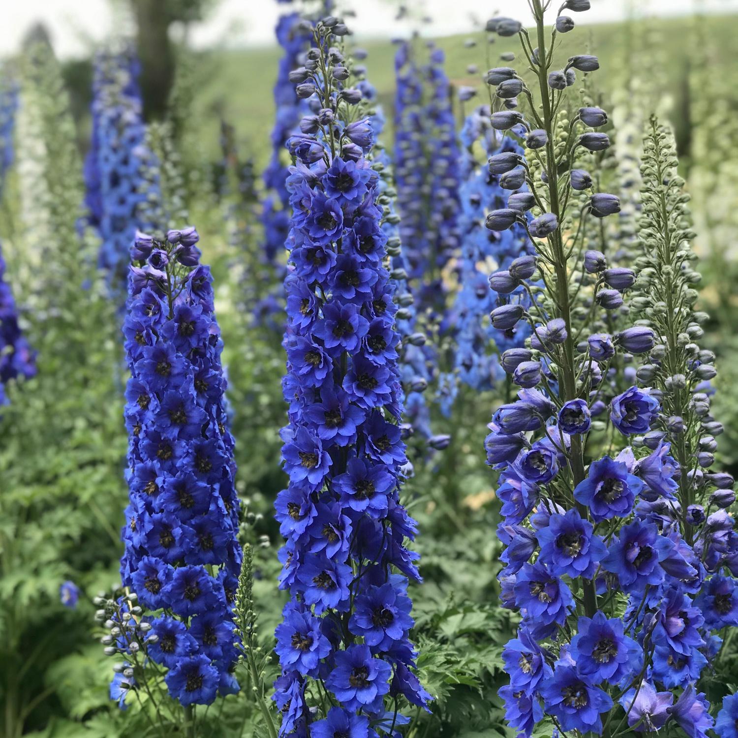 Striking Blue Buccaneers' Hybrid Bee Delphinium grow in tall, vibrant spikes with lush green foliage at the base, creating a vivid display of blue densely packed flowers ideal for any cut flower garden - Photo Courtesy of Walters Gardens, Inc.