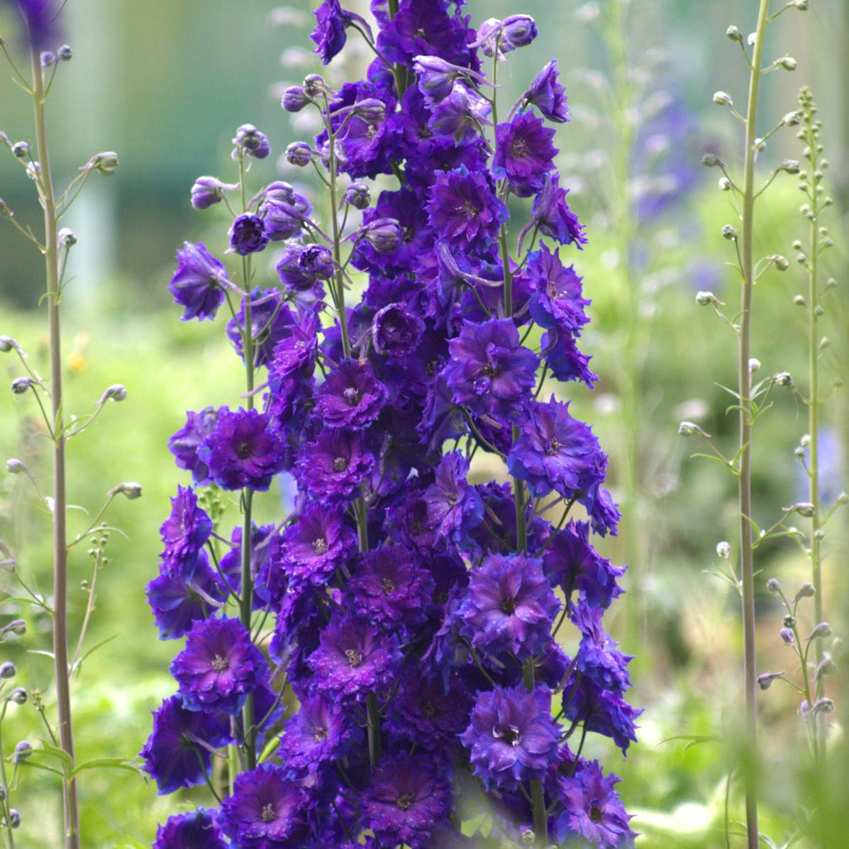Pagan Purples' Hybrid Bee Delphinium - Photo Courtesy of Walters Gardens, Inc.