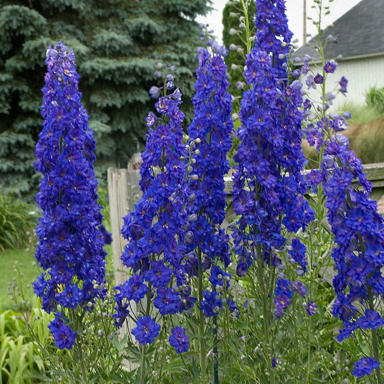 Pagan Purples' Hybrid Bee Delphinium - Photo Courtesy of Walters Gardens, Inc.