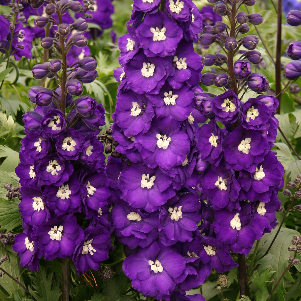 Spikes of 'Purple Passion' Hybrid Bee Delphinium feature deep purple blooms with white centers above lush green foliage. Some top buds stay unopened - Photo Courtesy of Walters Gardens, Inc.