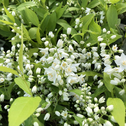 Clusters of small white flowers and buds on Chardonnay Pearls® Deutzia shrub are surrounded by lush green leaves, creating a dense and vibrant garden display - Photo Property of Garden Crossings LLC