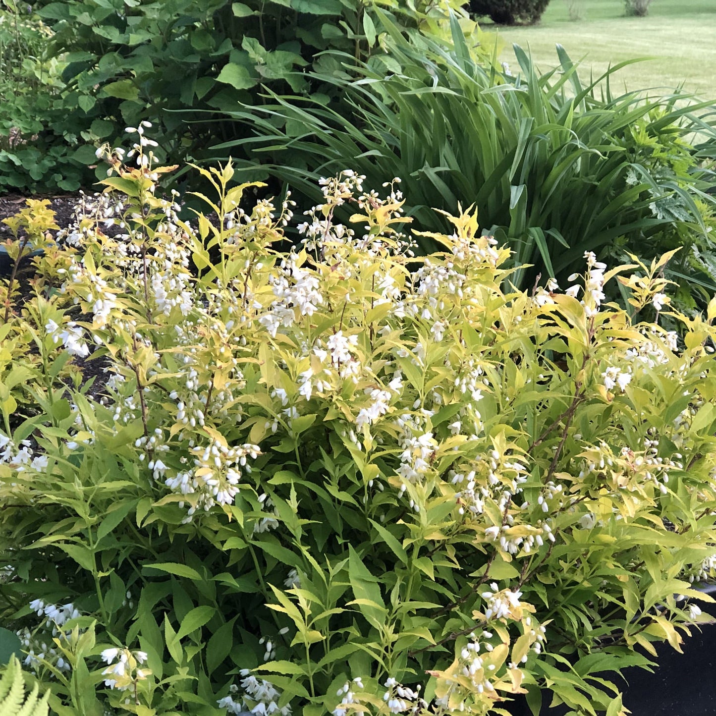 The Chardonnay Pearls® Deutzia is a shrub with light green foliage and delicate white flowers, shown among other green plants with a grassy lawn in the background - Photo Property of Garden Crossings LLC
