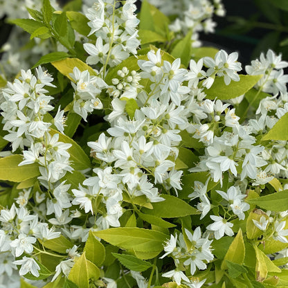 Chardonnay Pearls® Deutzia is a deer-resistant shrub with clusters of small white flowers with yellow centers that bloom among green leaves, creating a lush and vibrant display. - Photo Property of Garden Crossings LLC