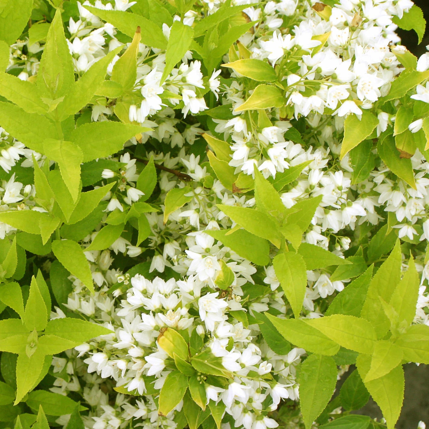 Clusters of small white flowers bloom among vibrant green leaves, creating a dense look. Chardonnay Pearls® Deutzia is a deer resistant flowering shrub with delicate petals nestled in abundant foliage. - Photo Courtesy of Proven Winners, Inc. 
