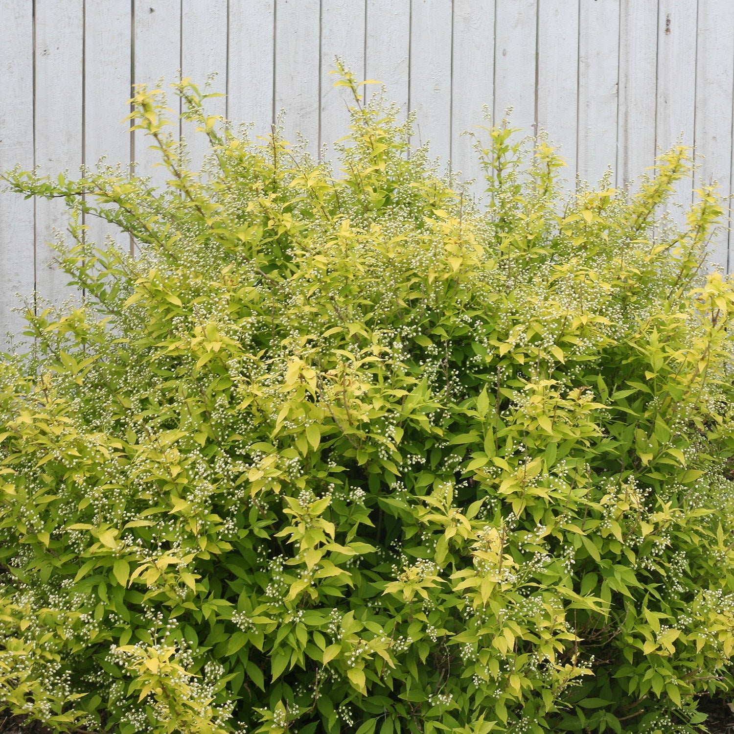 Chardonnay Pearls® Deutzia, a dense green shrub with small white flowers and yellowish-green leaves, grows in front of a white wooden fence - Photo Courtesy of Proven Winners, Inc. 