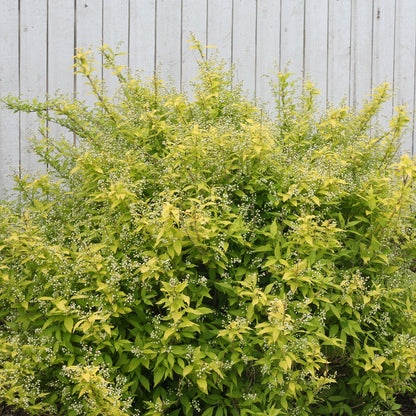 Chardonnay Pearls® Deutzia, a dense green shrub with small white flowers and yellowish-green leaves, grows in front of a white wooden fence - Photo Courtesy of Proven Winners, Inc. 