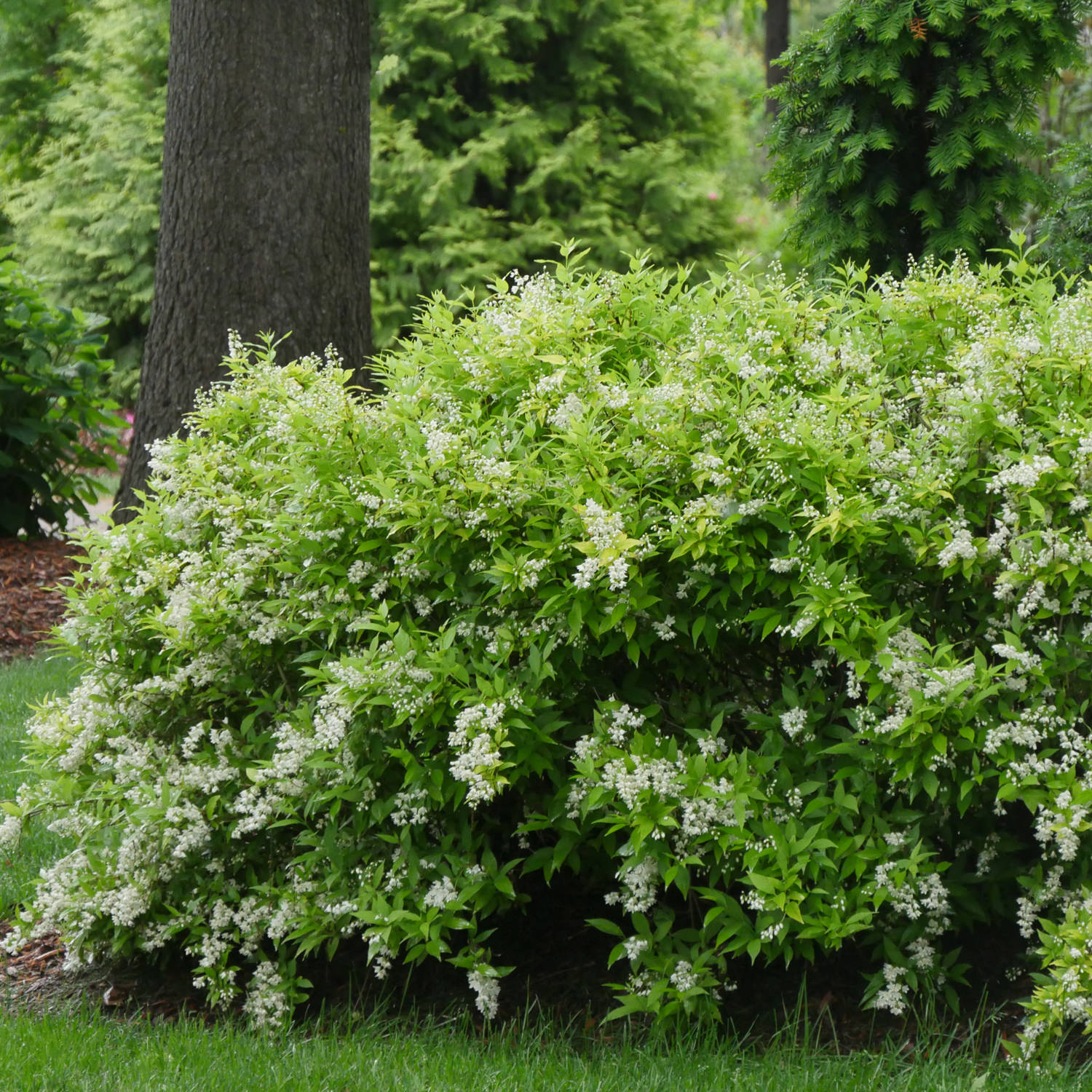 Chardonnay Pearls® Deutzia is a dense green shrub with small white flowers, ideal for grassy garden areas surrounded by trees. This deer-resistant flowering shrub is perfect for creating lush, natural spaces. - Photo Courtesy of Proven Winners, Inc. 