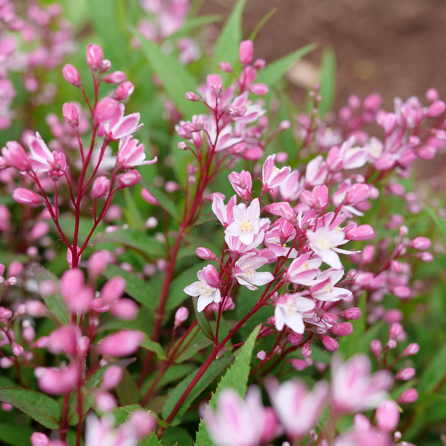 Yuki Cherry Blossom® 2.0 Deutzia - Photo Courtesy of Proven Winners, Inc.