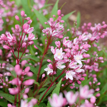Yuki Cherry Blossom® 2.0 Deutzia - Photo Courtesy of Proven Winners, Inc.