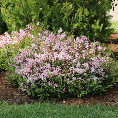 Yuki Cherry Blossom® 2.0 Deutzia - Photo Courtesy of Proven Winners, Inc.