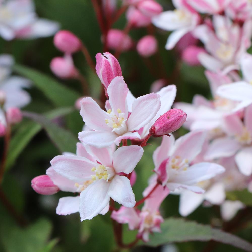 Yuki Cherry Blossom® 2.0 Deutzia - Photo Courtesy of Proven Winners, Inc.
