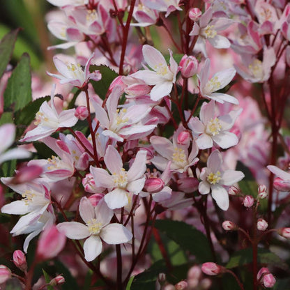 Yuki Cherry Blossom® 2.0 Deutzia - Photo Courtesy of Proven Winners, Inc.