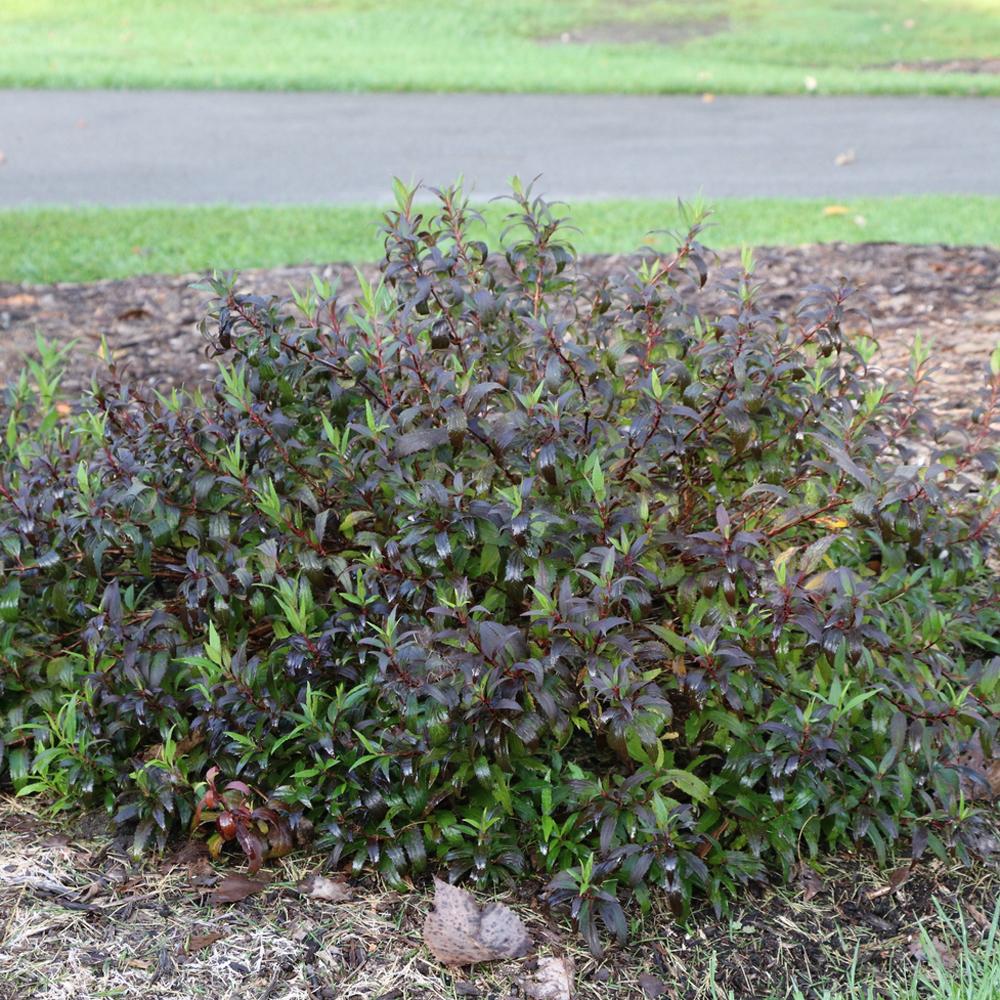 Yuki Cherry Blossom® 2.0 Deutzia - Photo Courtesy of Proven Winners, Inc.