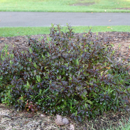 Yuki Cherry Blossom® 2.0 Deutzia - Photo Courtesy of Proven Winners, Inc.