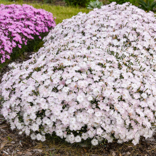 A dense mound of pale pink, fringed Frill Factor™ Adrenaline Blush Pinks (Dianthus) blooms in a garden bed, with another cluster of fragrant pink flowers visible in the background and green grass surrounding them - Photo Courtesy of Walters Gardens, Inc.