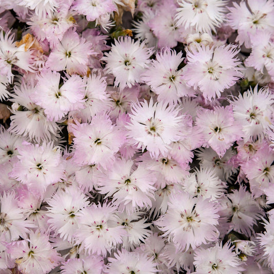 A cluster of Frill Factor™ Adrenaline Blush Pinks (Dianthus) blooms, featuring pale pink, fringed petals tightly grouped for a soft and textured effect - Photo Courtesy of Walters Gardens, Inc.