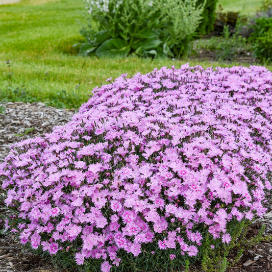 A dense mound of Frill Factor™ Aftershock Pinks (Dianthus) blooms in a garden bed, creating a striking pink perennial display amid mulch and green grass, with taller plants and foliage providing a lush backdrop - Photo Courtesy of Walters Gardens, Inc.