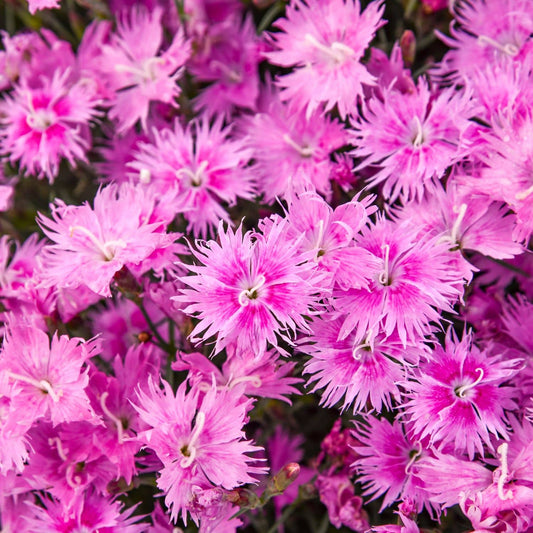 A cluster of vibrant pink fringed Frill Factor™ Aftershock Pinks (Dianthus) flowers in bloom, with thin, feathery petals and green stems barely visible beneath the dense blossoms - Photo Courtesy of Walters Gardens, Inc.