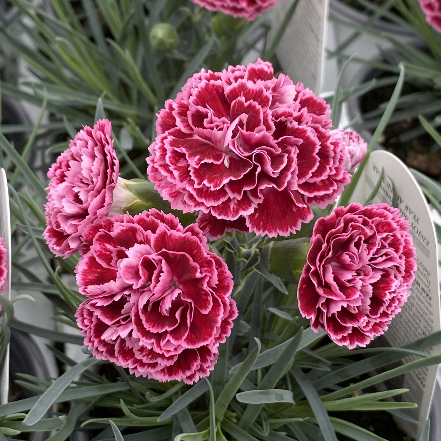 Fruit Punch® 'Cherry Vanilla' Pinks (Dianthus) - Photo Property of Garden Crossings LLC