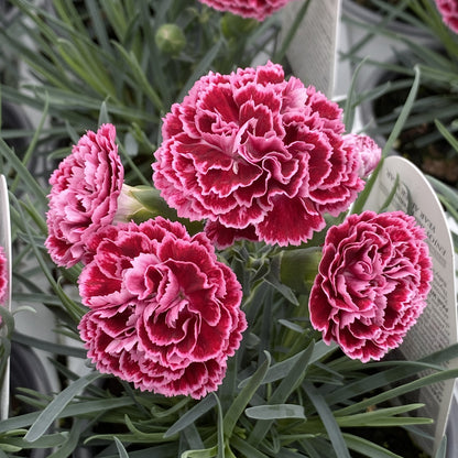 Fruit Punch® 'Cherry Vanilla' Pinks (Dianthus) - Photo Property of Garden Crossings LLC