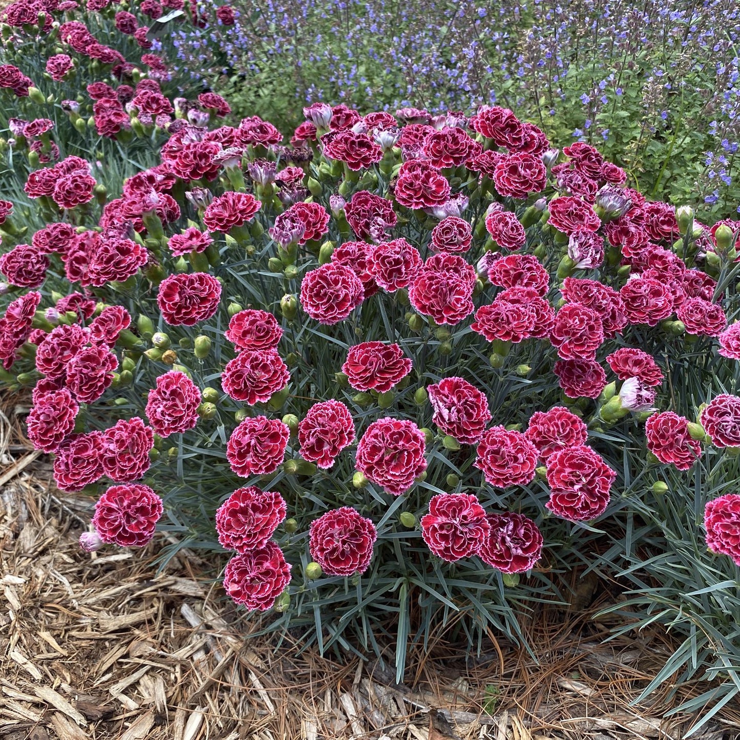 Fruit Punch® 'Cherry Vanilla' Pinks (Dianthus) - Photo Property of Garden Crossings LLC