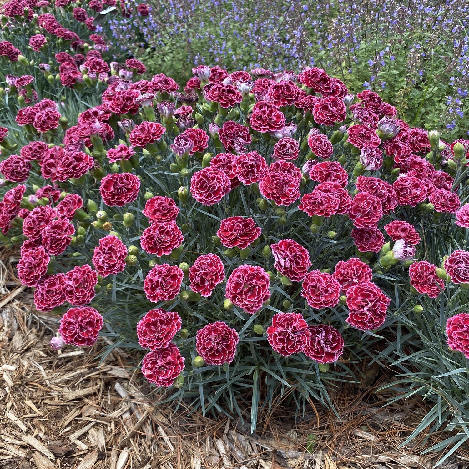 Fruit Punch® 'Cherry Vanilla' Pinks (Dianthus) - Photo Property of Garden Crossings LLC