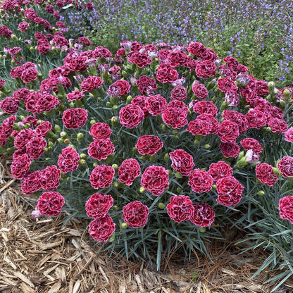 Fruit Punch® 'Cherry Vanilla' Pinks (Dianthus) - Photo Property of Garden Crossings LLC