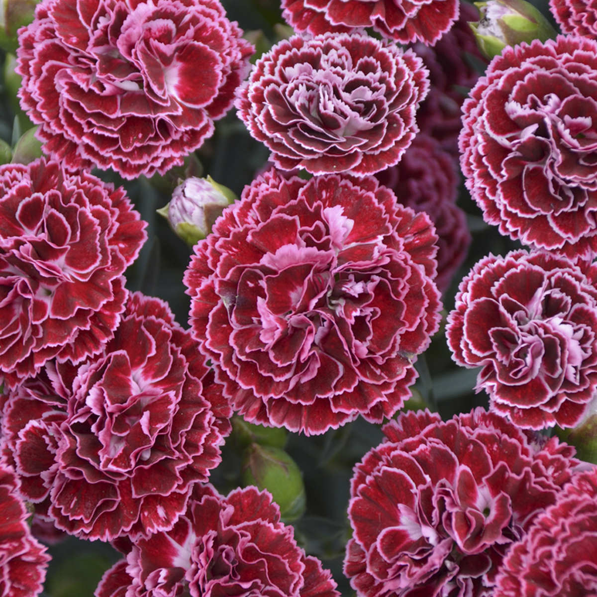 Fruit Punch® 'Cherry Vanilla' Pinks (Dianthus) - Photo Courtesy of Proven Winners, Inc.