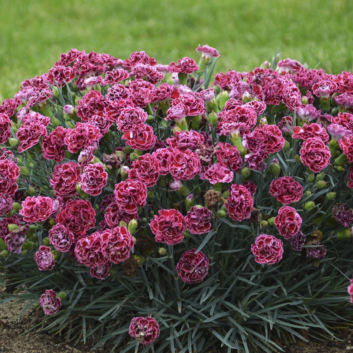 Fruit Punch® 'Cherry Vanilla' Pinks (Dianthus) - Photo Courtesy of Proven Winners, Inc.