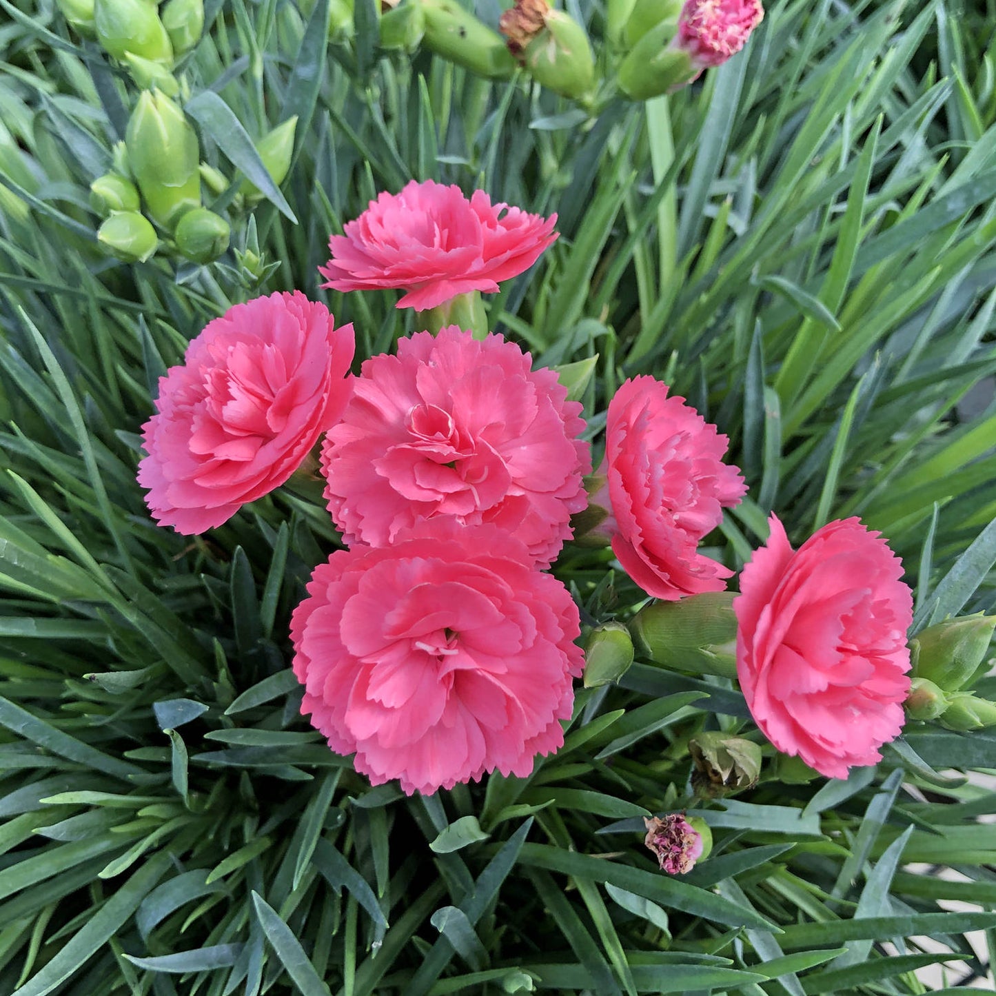 Fruit Punch® 'Classic Coral' Pinks (Dianthus) - Photo Property of Garden Crossings LLC