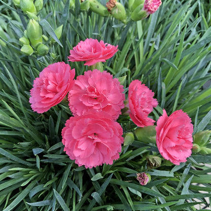 Fruit Punch® 'Classic Coral' Pinks (Dianthus) - Photo Property of Garden Crossings LLC