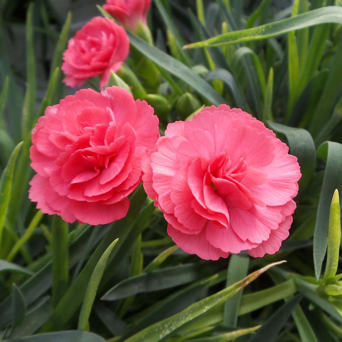 Fruit Punch® 'Classic Coral' Pinks (Dianthus) - Photo Property of Garden Crossings LLC