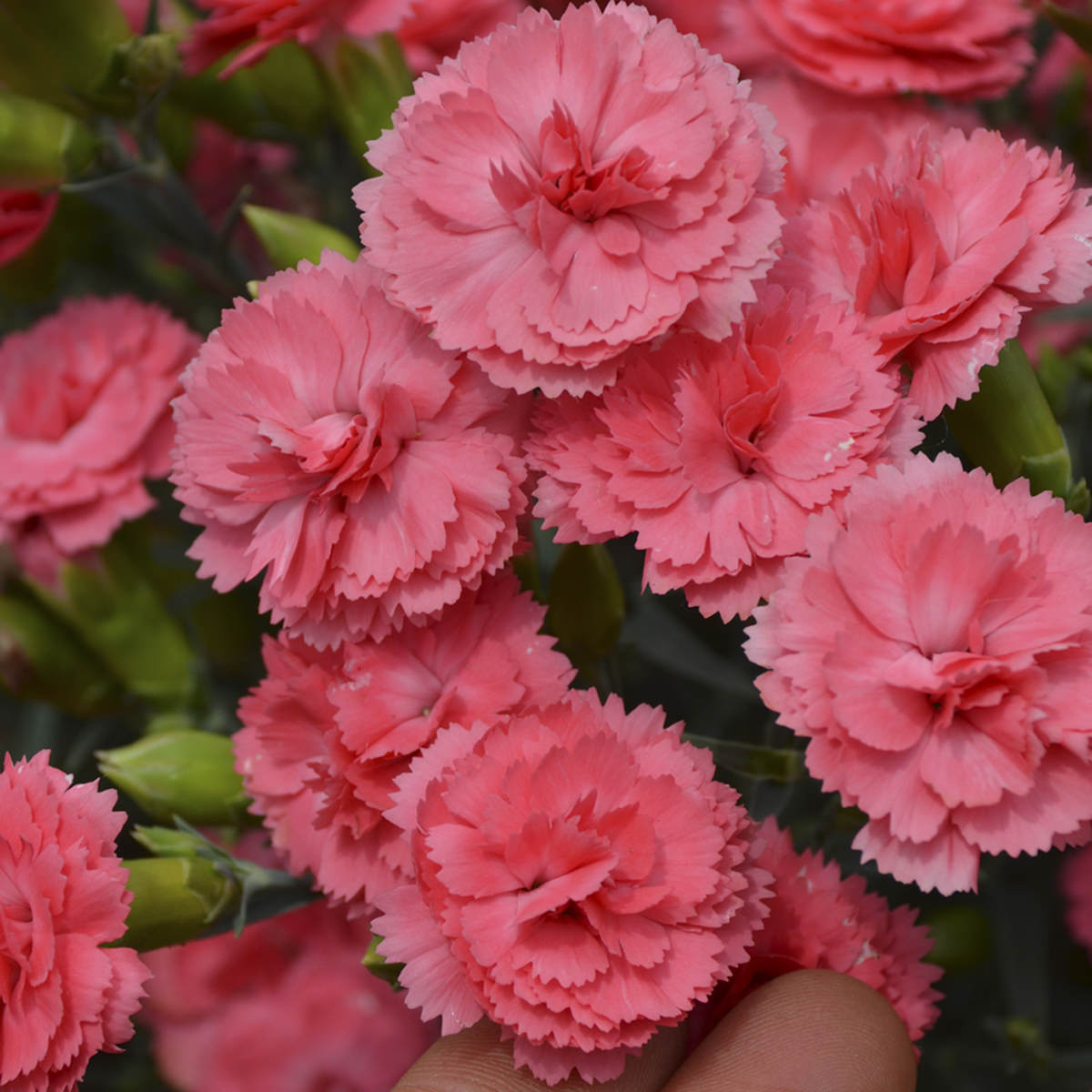 Fruit Punch® 'Classic Coral' Pinks (Dianthus) - Photo Courtesy of Proven Winners, Inc.