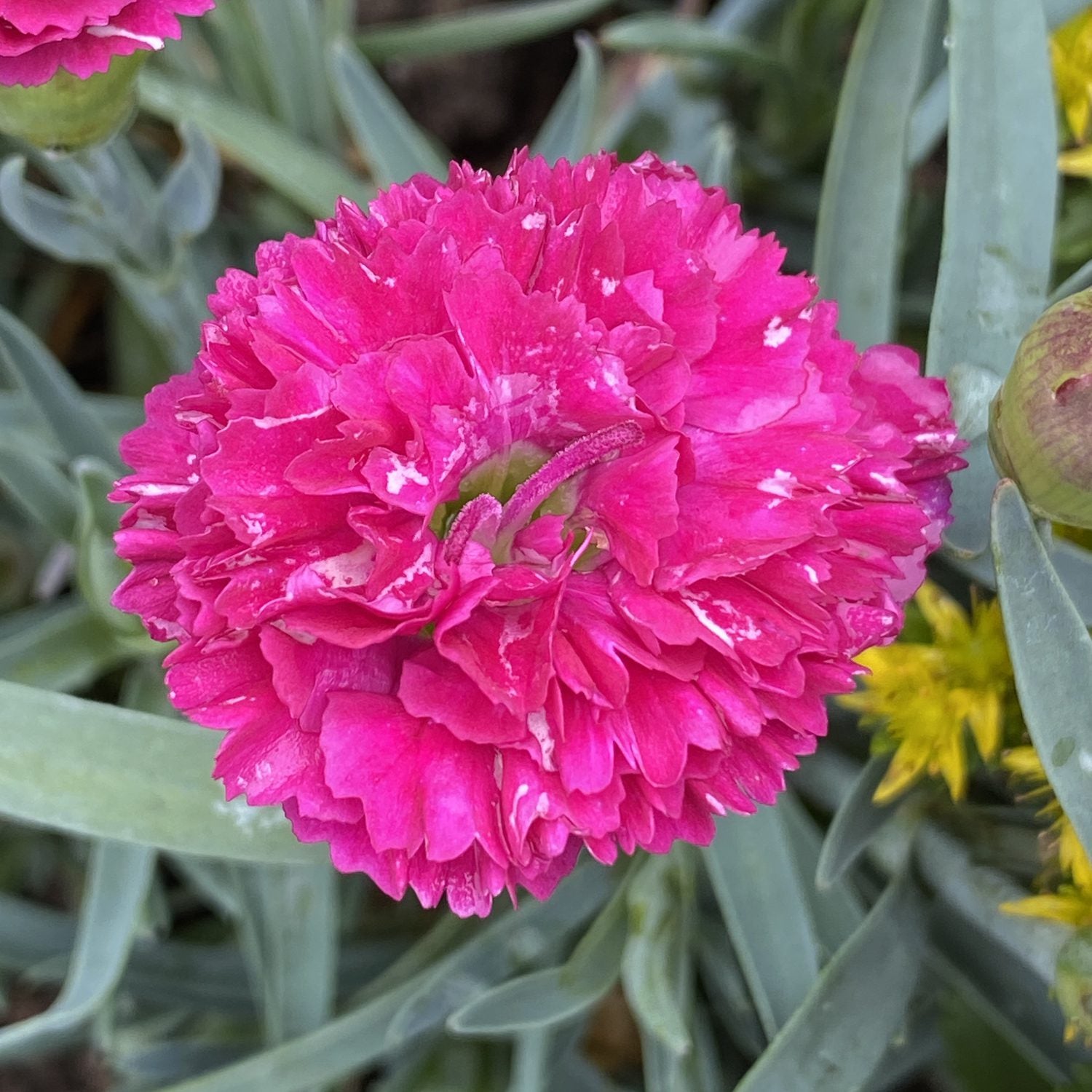 Fruit Punch® 'Funky Fuchsia' Pinks (Dianthus)