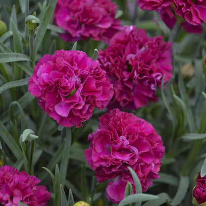 Fruit Punch® 'Funky Fuchsia' Pinks (Dianthus) - Photo Courtesy of Proven Winners, Inc.